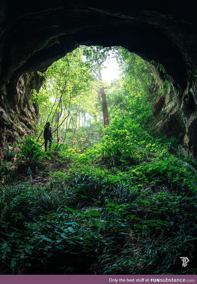 Nature is amazing, taking over a hole due to bombing during WW2