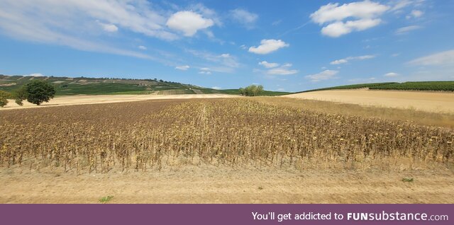 [OC] Dried up sunflowers during the big European drought