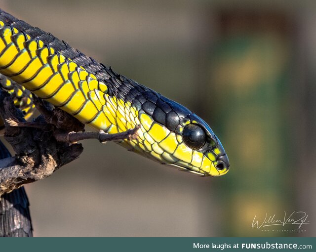 Boomslang (Dispholidus typus), dangerously venomous
