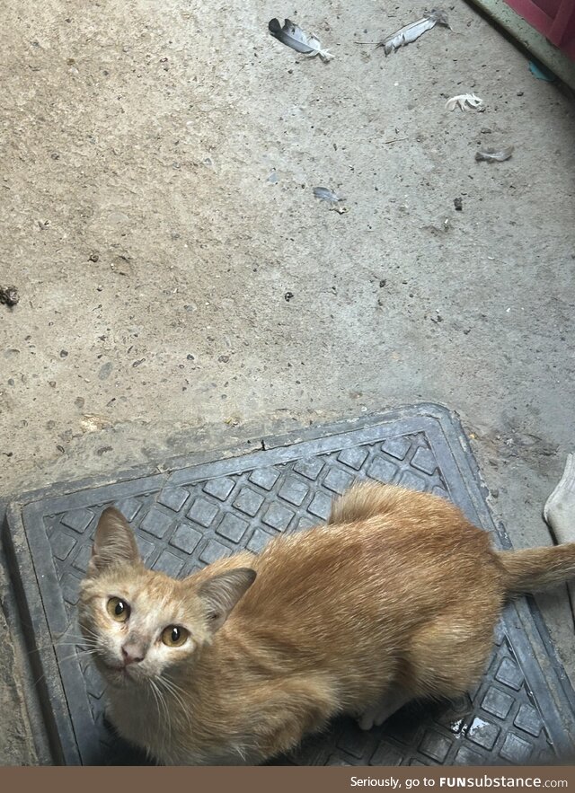 Found a cat outside of my house