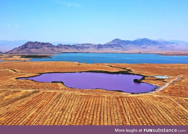 Purple lake in Sulaimaniyah, Iraq
