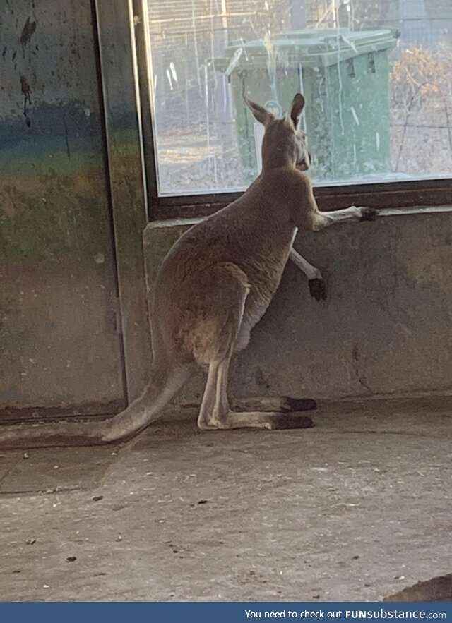 This Kangaroo at the zoo yearning for better days