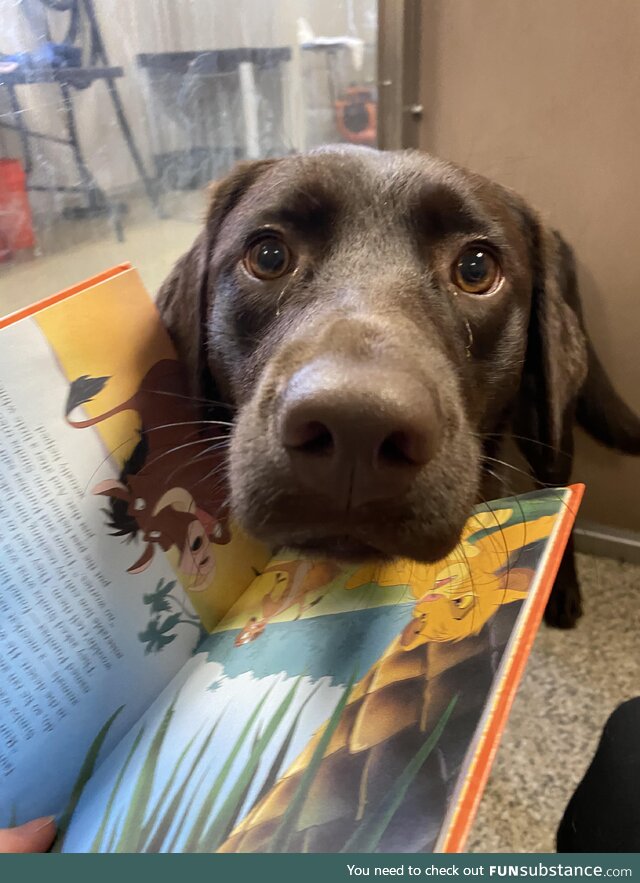 My dog’s daycare couldn’t take dogs out during the eclipse so they read them a