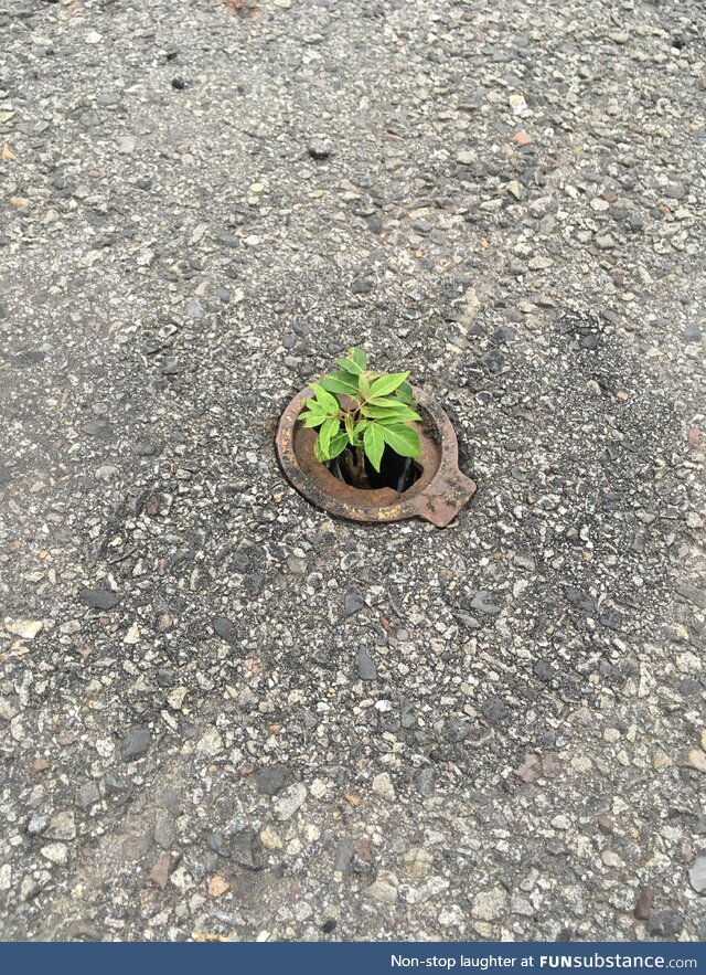 Life..Uhh..Huu…finds a way