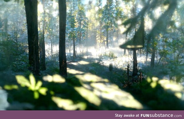 [OC] Morning in the forest - an art created by AI