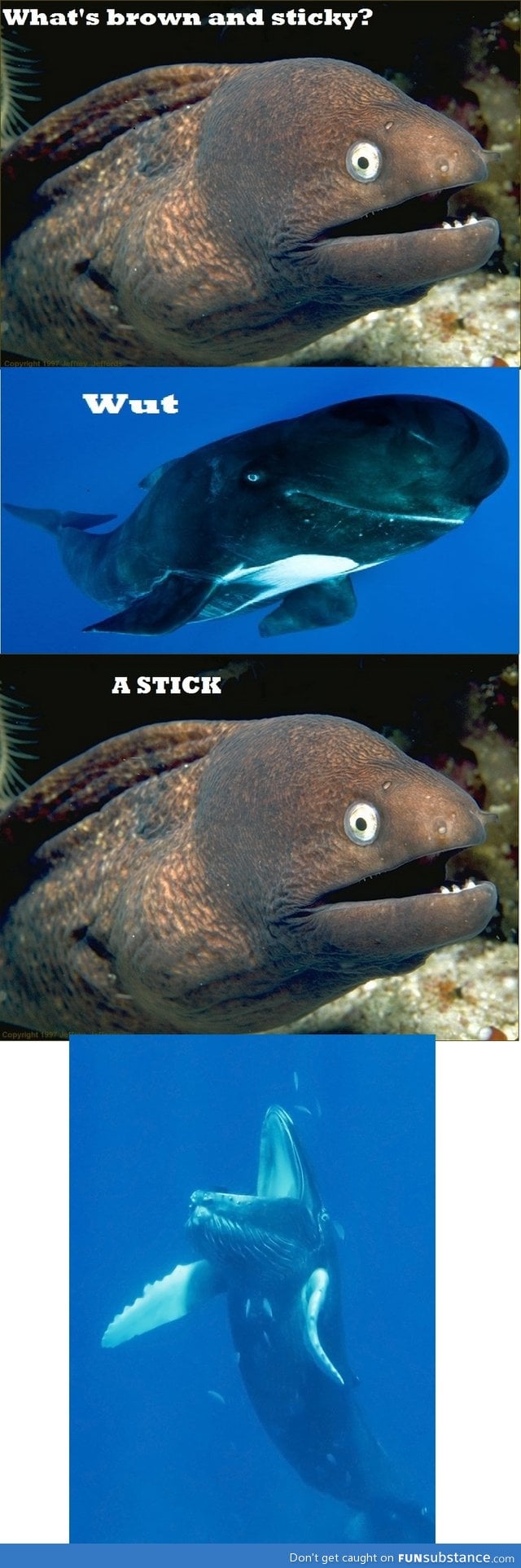 What's brown and sticky?