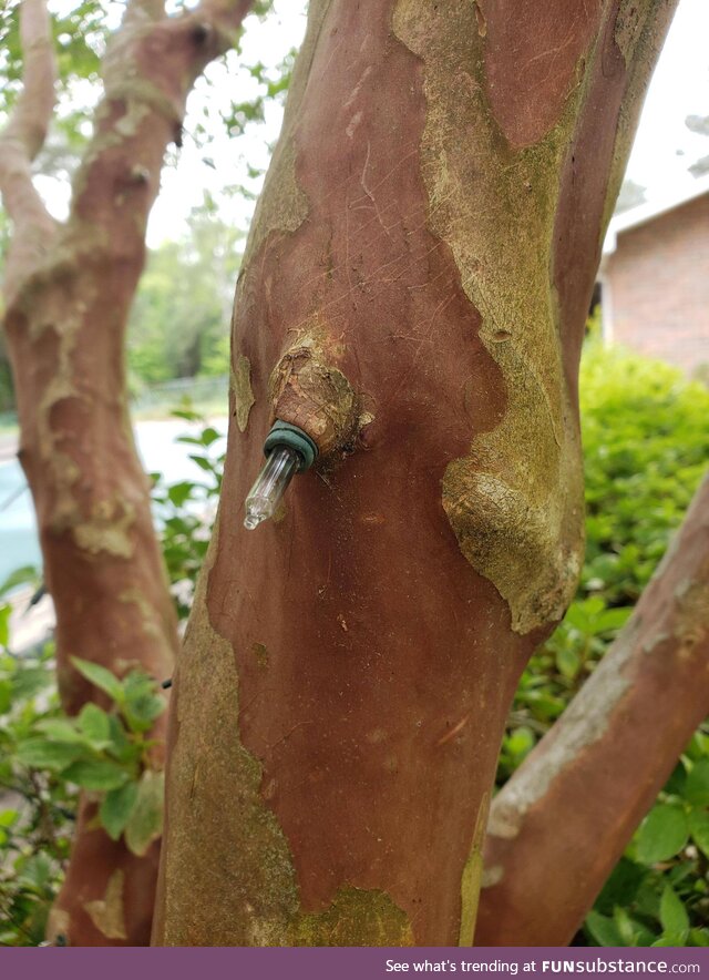 Christmas Lights Growing Out of a Tree in My Yard