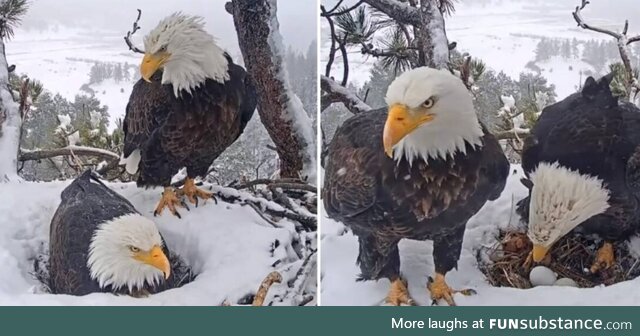 Hidden camera catches doting eagle doing everything he can to please his wife