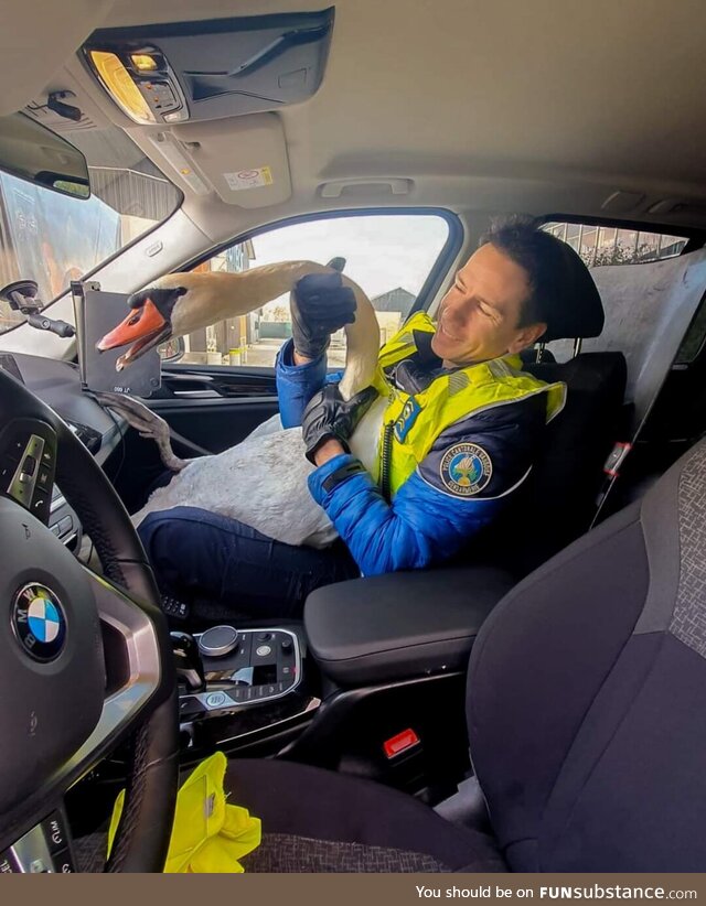 Swiss Police saving a swan that was on the highway