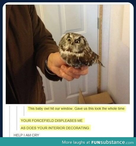 Owl