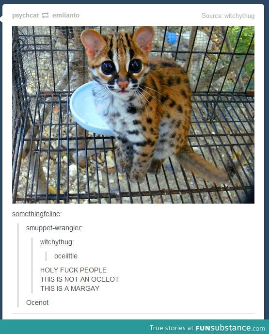 Ocelot