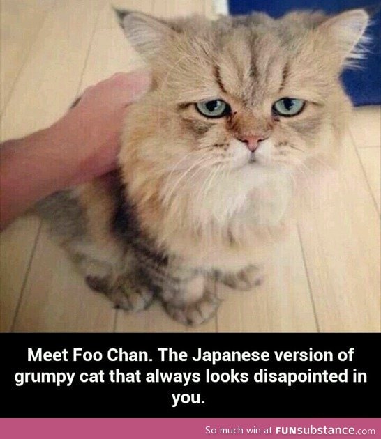 Meet foo chan, disappointed cat