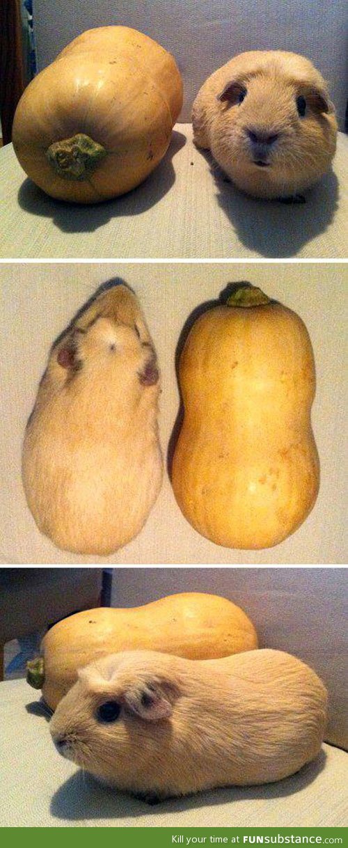 Guinea pigs and b*tternut squashes are basically the same thing