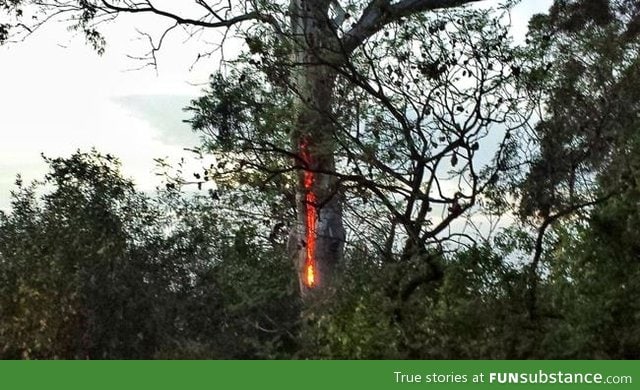 Lightning struck this tree and now it's burning from the inside