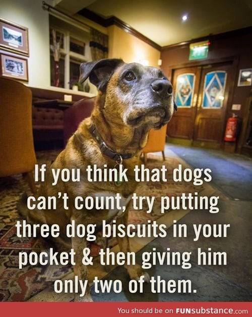 If you think dogs can't count
