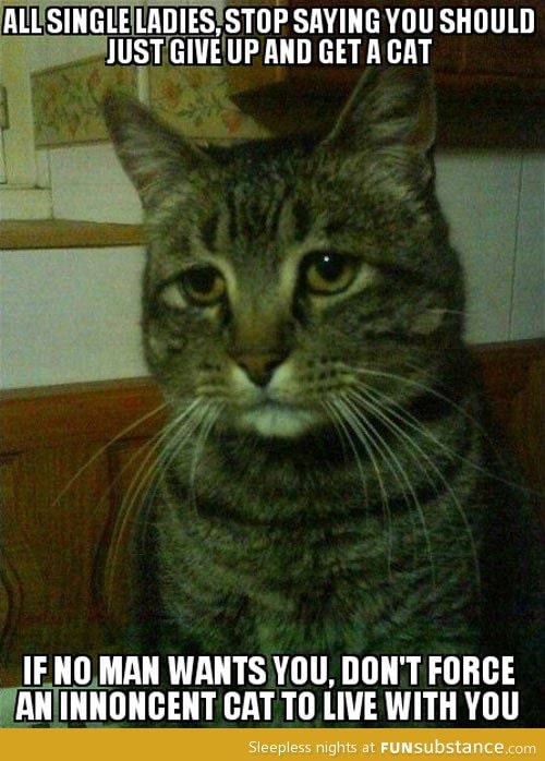Innocent cat