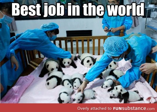 Really the best job ever