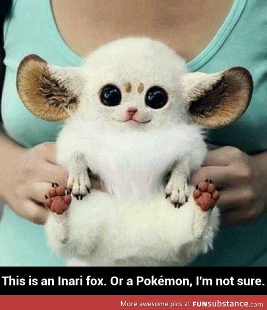 Inari fox