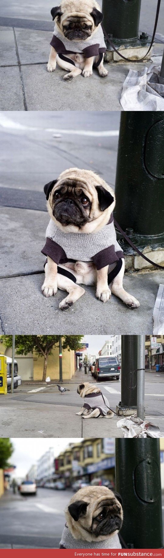 Depressed pug.