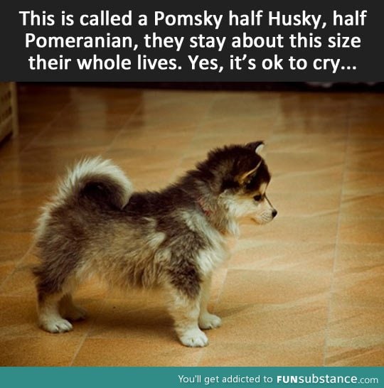 The pomsky