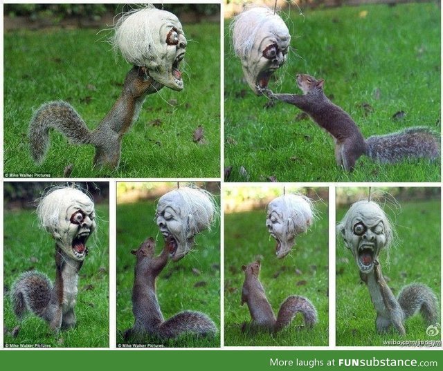 Squirrel plays with halloween mask hung in yard for kids