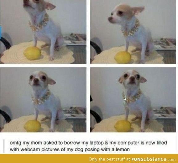 Lemon pup