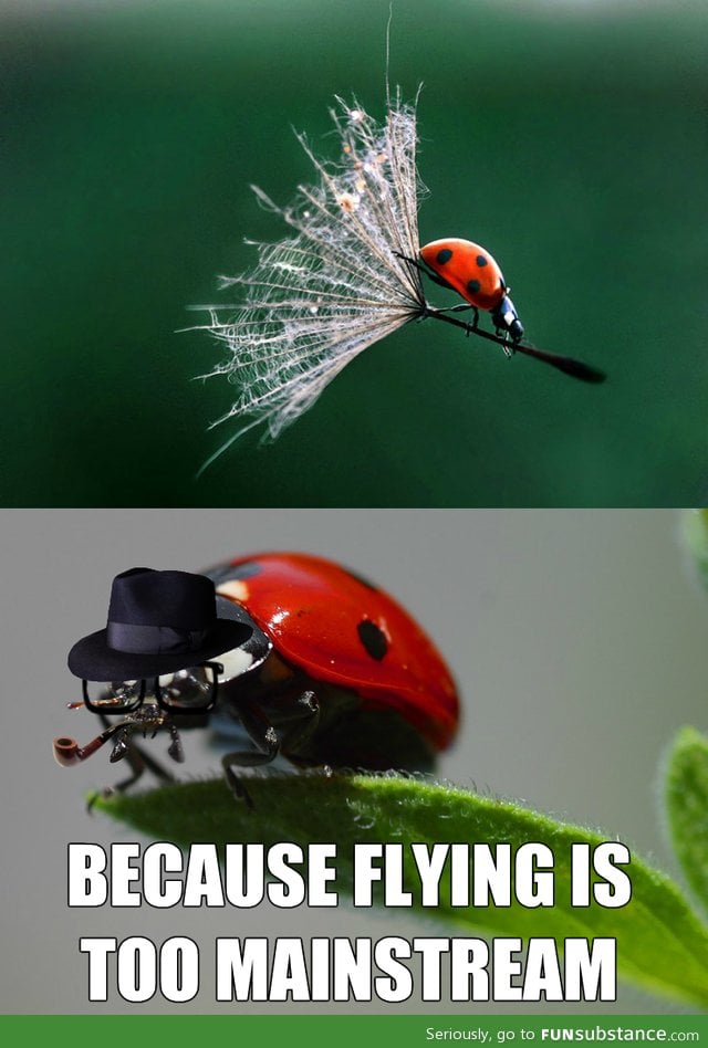 Hipster ladybug
