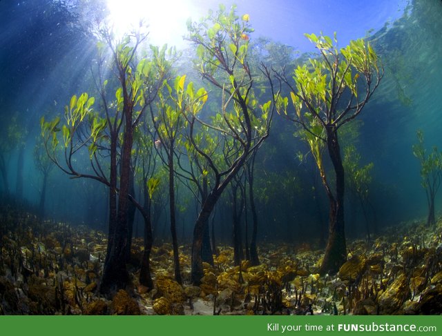 Underwater mangrove trees