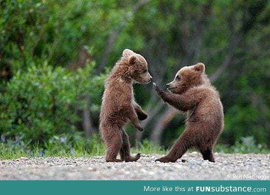 Bear kung fu fightin'