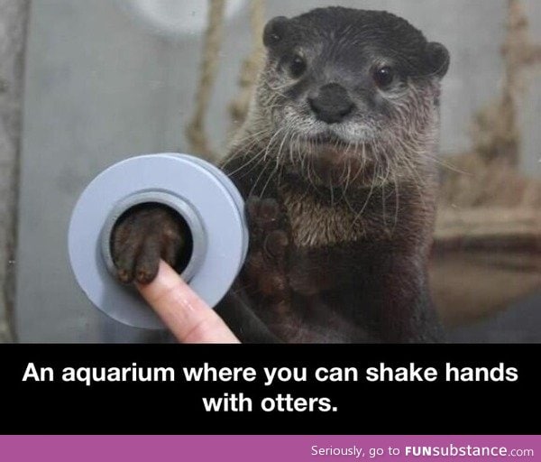 Shaking hands with otters