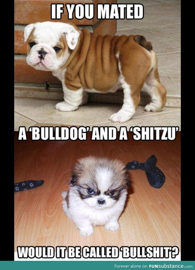 A bulldog and a shitzu mixed what would it be called?