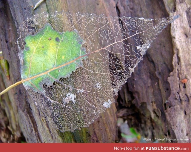 Deteriorating leaf