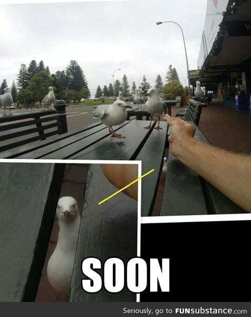 The Seagull Menace
