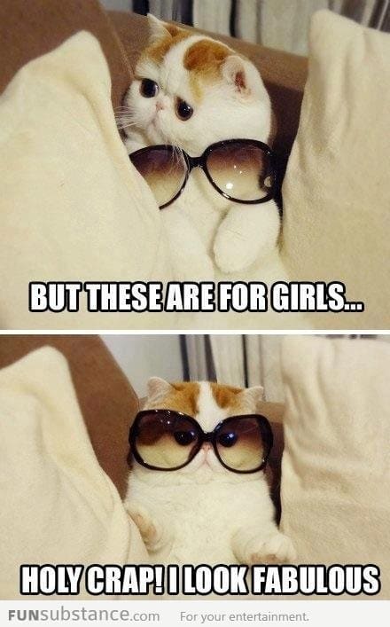 Cat wears sunglasses
