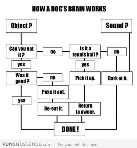 How a dog's brain works