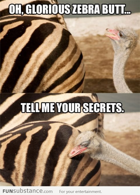 Oh, glorious zebra b*tt