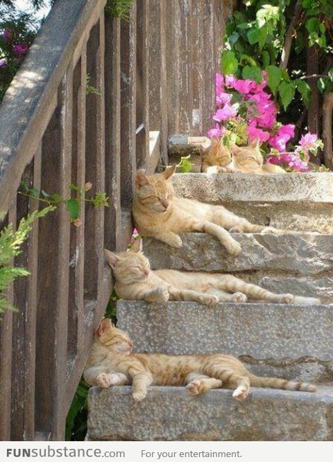 The Lazy Cat Gang