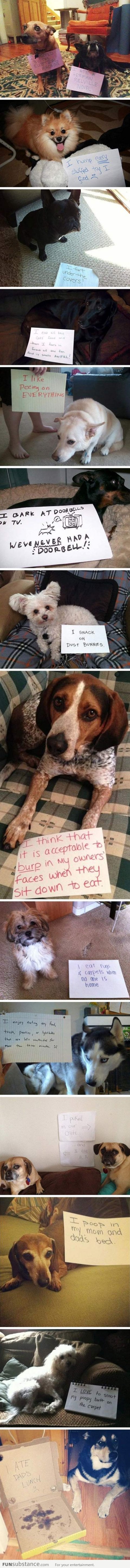 Shaming dogs