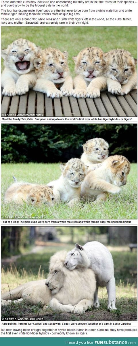 The world's first white ligers, rarest big cats on the planet