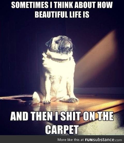 Aren't pugs great !