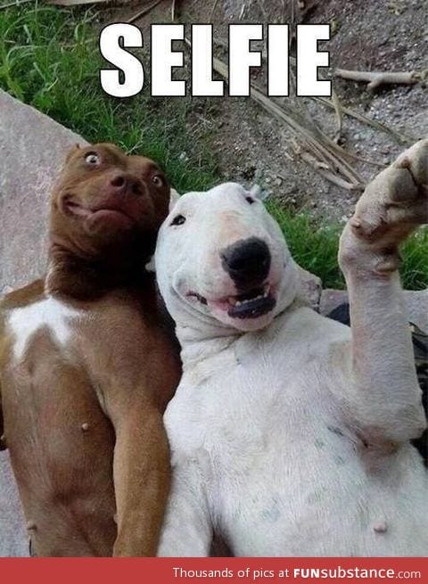 Dogs get in on the selfie action