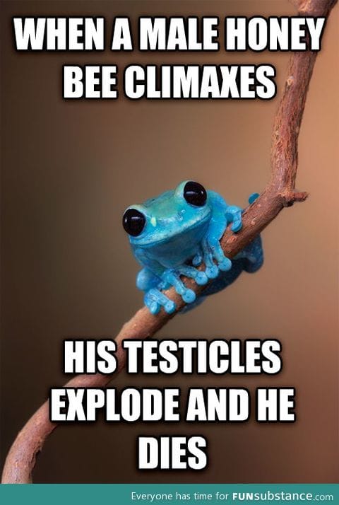 Small fact frog on honey bees