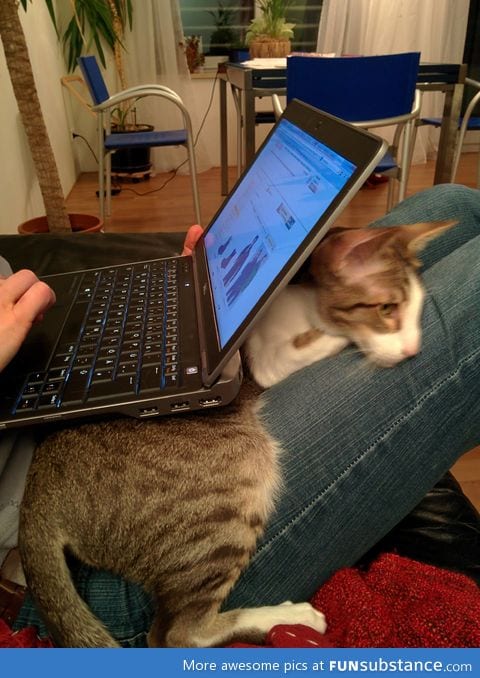 The laptop was there before the cat