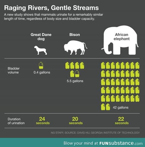 Animals urine duration