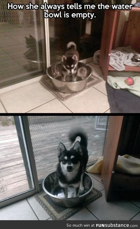 How I now the water bowl is empty