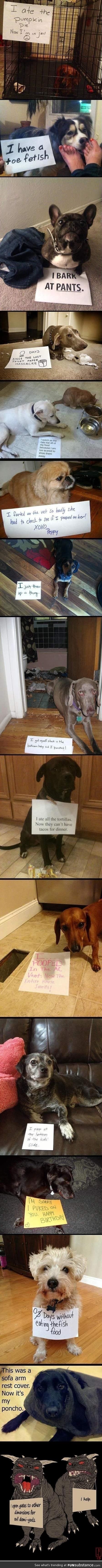 Dog shaming comp