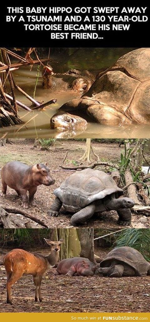New friends