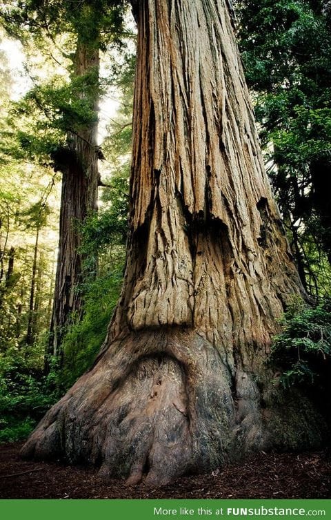 The great deku tree