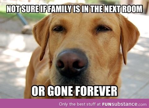 Not sure dog