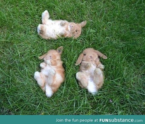 If you're ever sad, just think about these bunnies cloud watching ^~^